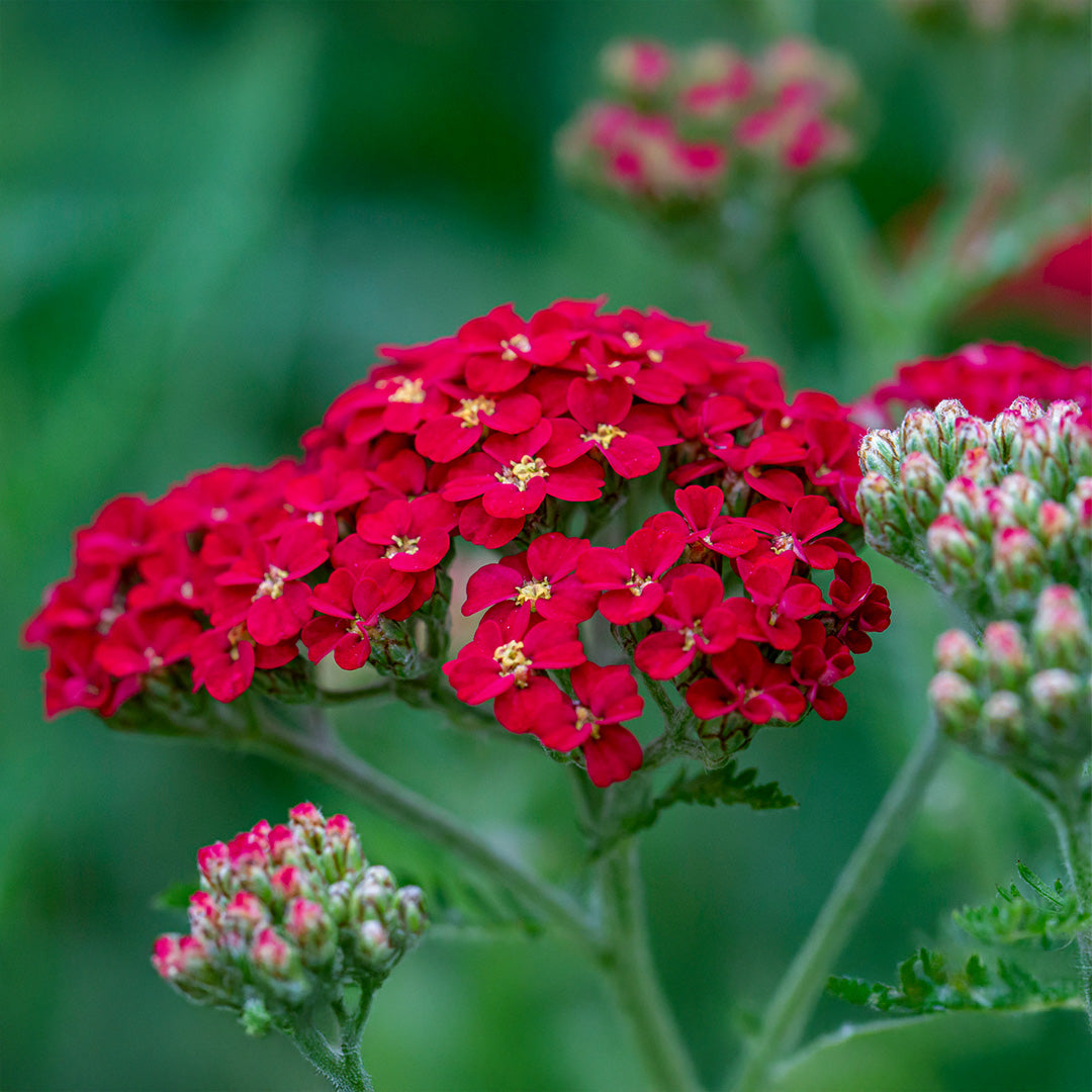 Achillea Red Seeds for Planting home garden flower bed