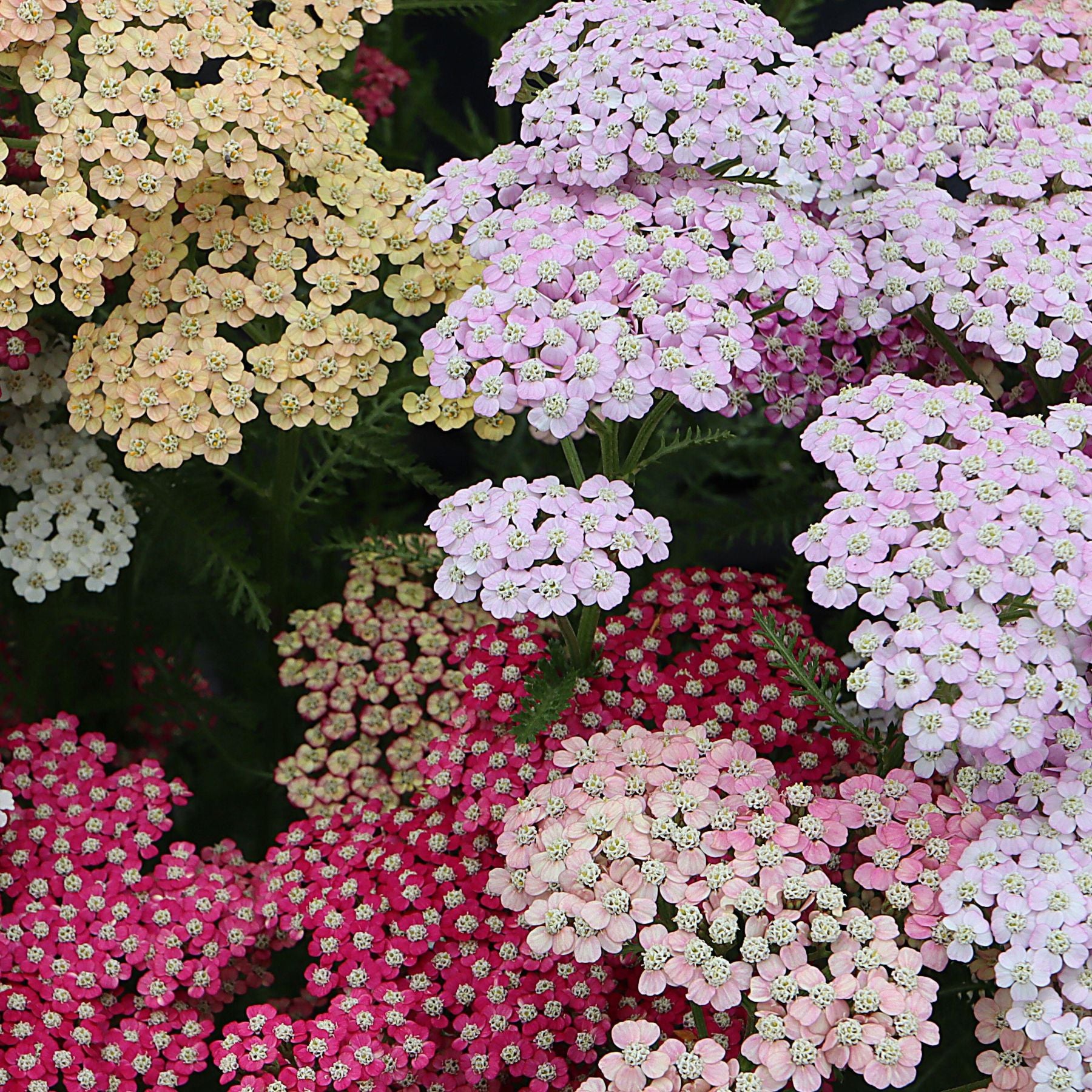 Mix Yarrow Flower seeds for Planting Colorful Display Heirloom & GMO Free Seeds for Home Garden