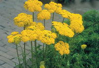 Yarrow Flower seeds for Planting - Low Maintenance, Heirloom & GMO Free Seeds for Home Garden