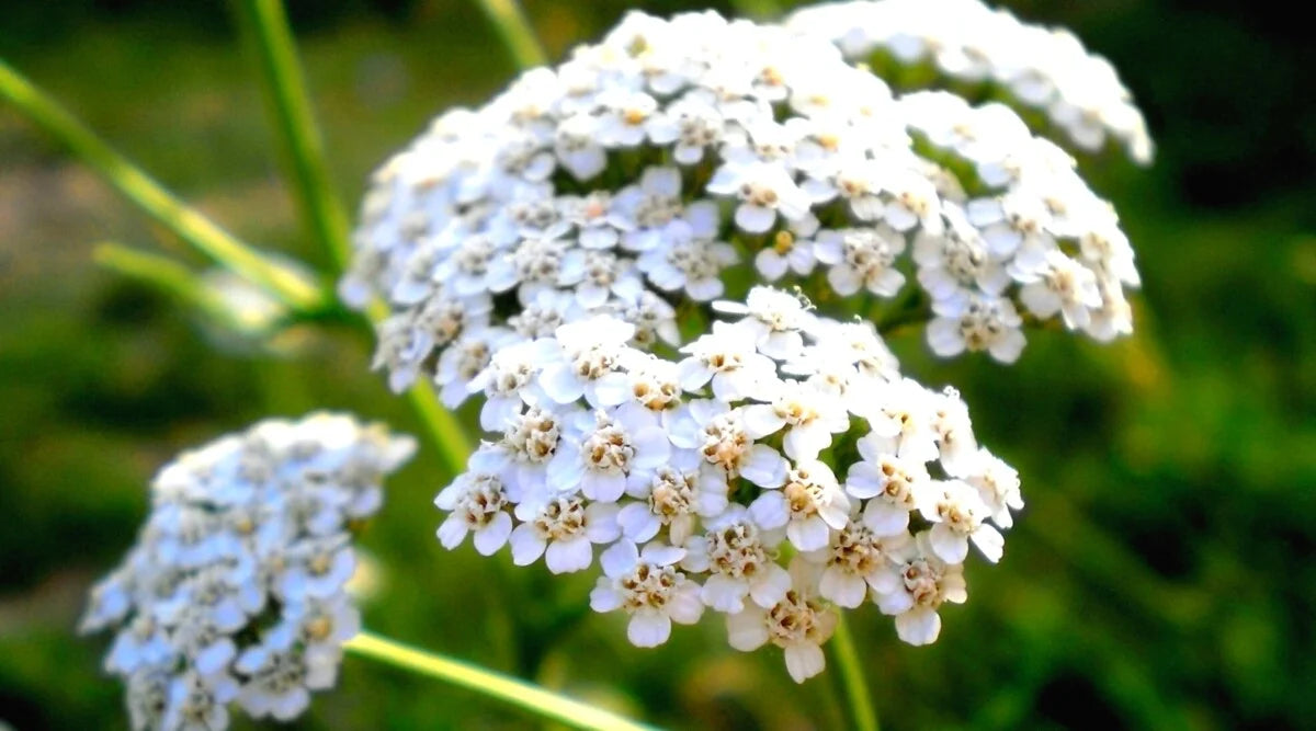Yarrow Flower Garden Planting Essentials - Seeds for Thriving Landscapes