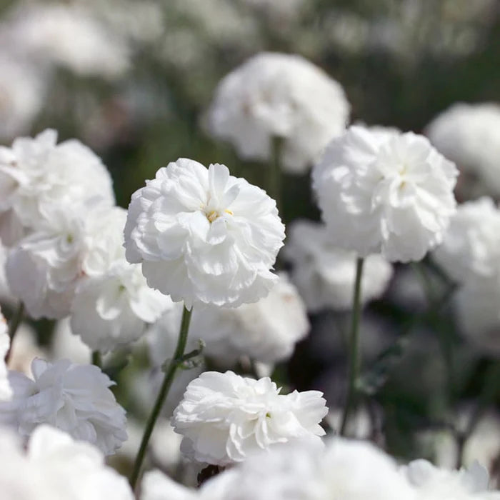 White Ptarmica Flower seeds for Planting - Vibrant Colors, Heirloom & GMO Free Seeds for Home Garden
 
 Sale