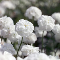 White Ptarmica Flower seeds for Planting - Vibrant Colors, Heirloom & GMO Free Seeds for Home Garden
 
 Sale