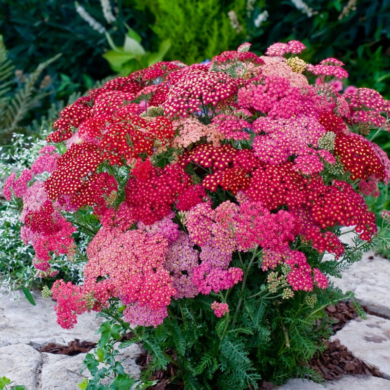 Mixed Achillea Millefolium Flower seeds for Planting - Vibrant Colors, Heirloom & GMO Free Seeds for Home Garden