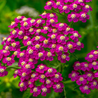 Cerise Achillea Flower seeds for Planting Sun Loving Heirloom & GMO Free Seeds for Home Garden 
 
 Sale