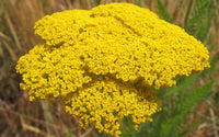 Yellow Achillea Millefolium Flower seeds for Planting - Shade Tolerant, Heirloom & GMO Free Seeds for Home Garden