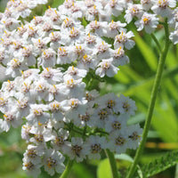 Achillea Millefolium Flower seeds for Planting Colorful Display Heirloom & GMO Free Seeds for Home Garden