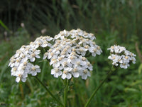 Achillea Millefolium Flower seeds for Planting Colorful Display Heirloom & GMO Free Seeds for Home Garden