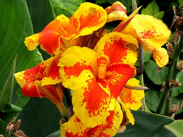 Yellow Achira Flower seeds for Planting - Wildflower Mix, Heirloom & GMO Free Seeds for Home Garden