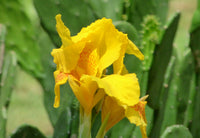 Yellow Achira Flower seeds for Planting - Wildflower Mix, Heirloom & GMO Free Seeds for Home Garden