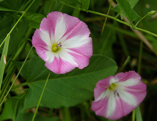 Ackerwinde Flower seeds for Planting Long Bloom Season Heirloom & GMO Free Seeds for Home Garden 
 
 Sale