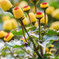 Paracress SpotFlower seeds for Planting - Colorful Display, Heirloom & GMO Free Seeds for Home Garden