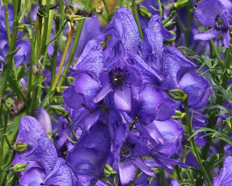 Aconitum Napellus Flower seeds for Planting Cut Flower Favorite Heirloom & GMO Free Seeds for Home Garden
