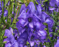 Aconitum Napellus Flower seeds for Planting Cut Flower Favorite Heirloom & GMO Free Seeds for Home Garden