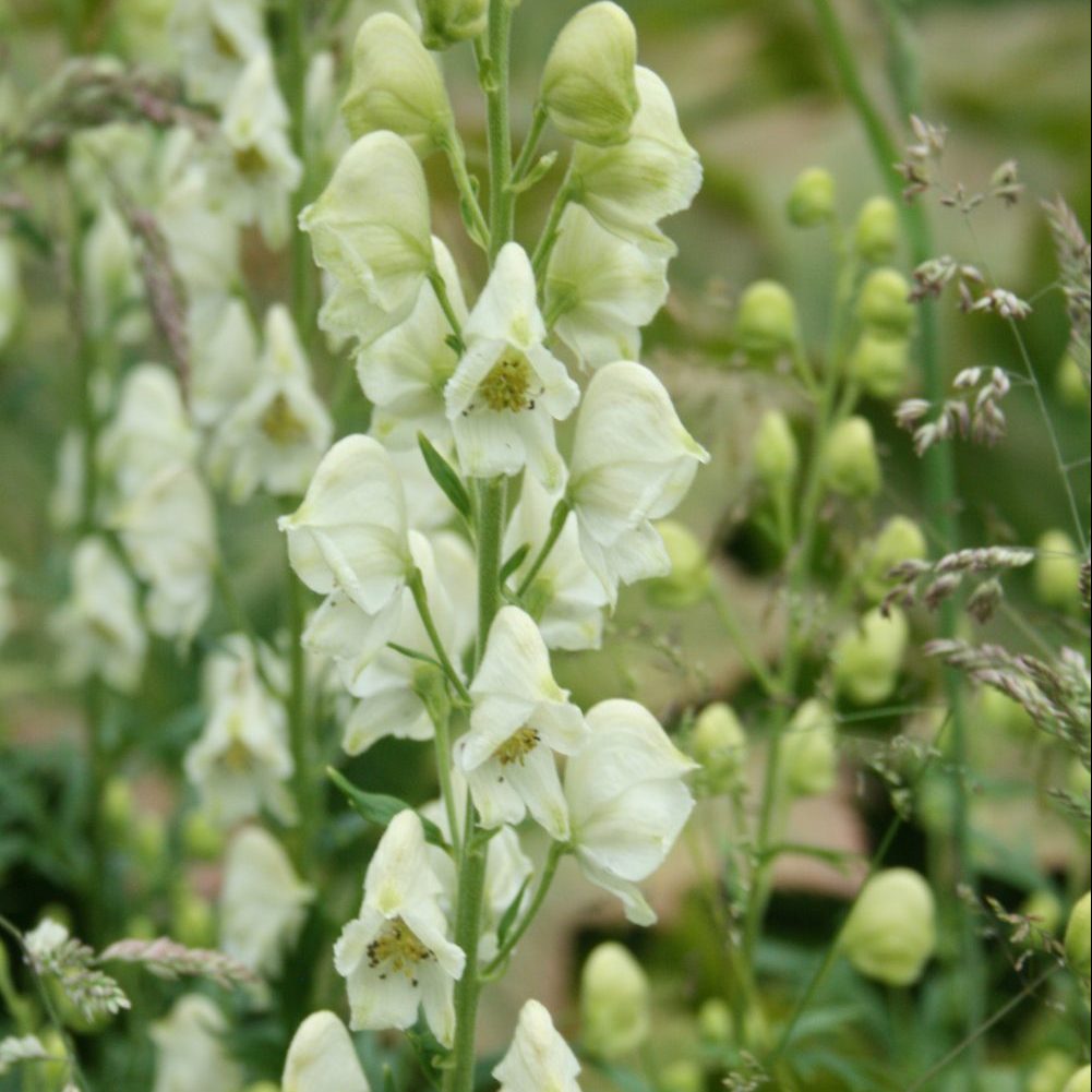 Light Green Aconitum Flower seeds for Planting - Long Bloom Season, Heirloom & GMO Free Seeds for Home Garden