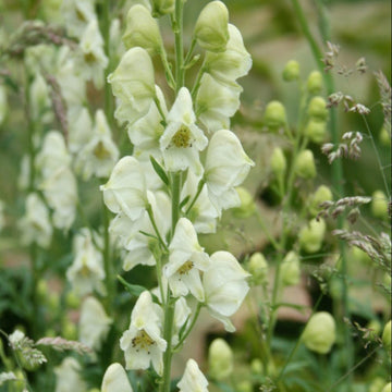 Light Green Aconitum Flower seeds for Planting - Long Bloom Season, Heirloom & GMO Free Seeds for Home Garden