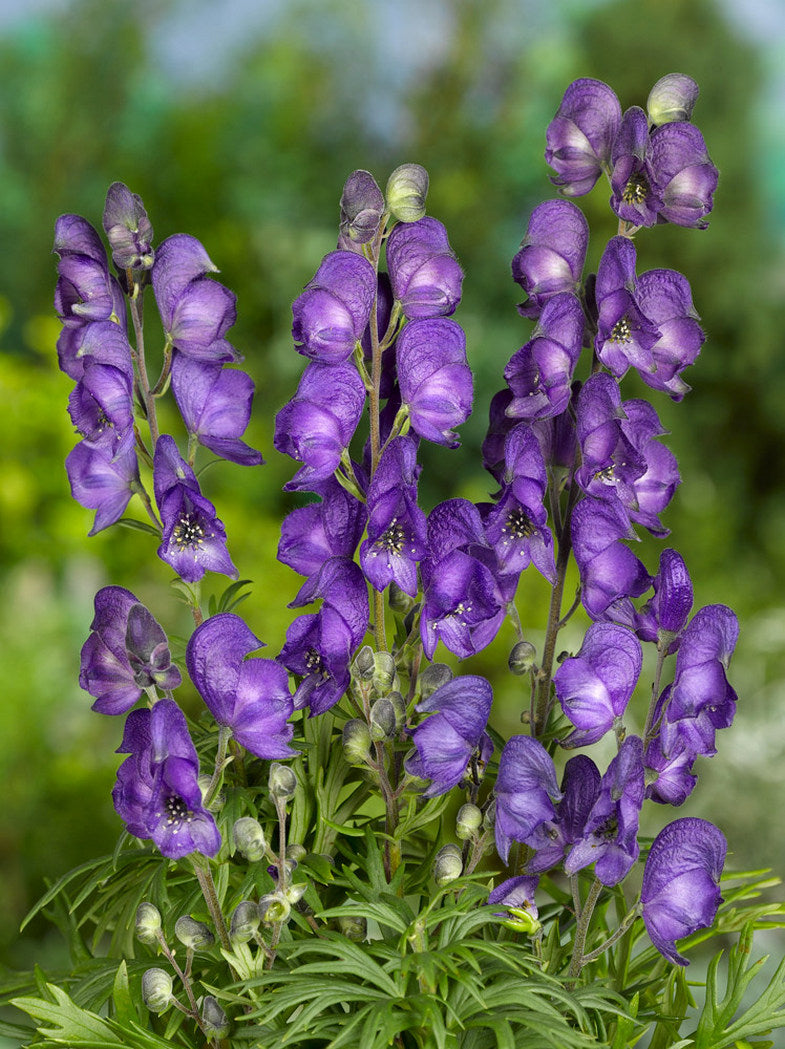 Aconitum Napellus Flower seeds for Planting - Premium Quality, Heirloom & GMO Free Seeds for Home Garden