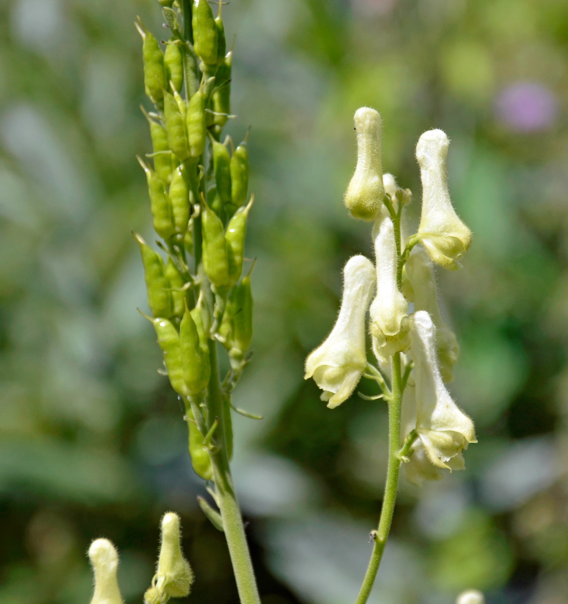 Lycoctonum Flower seeds for Planting Drought Tolerant Heirloom & GMO Free Seeds for Home Garden