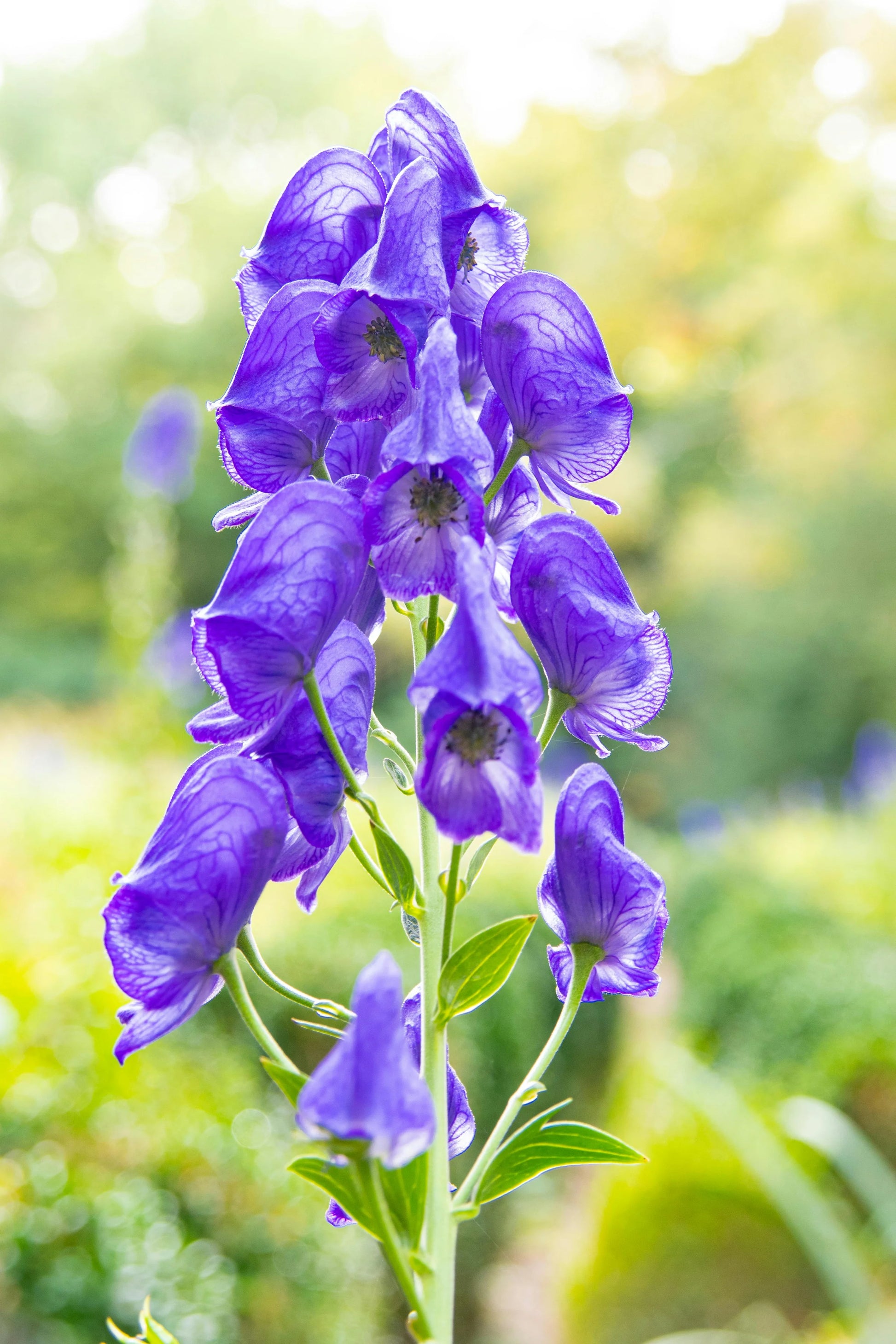 Monkshood Blue Flower Seeds for Planting - Stunning Perennial Blooms