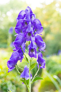 Monkshood Blue Flower Seeds for Planting - Stunning Perennial Blooms