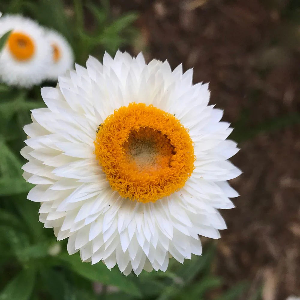 Paper Flower seeds for Planting - Sun Loving, Heirloom & GMO Free Seeds for Home Garden