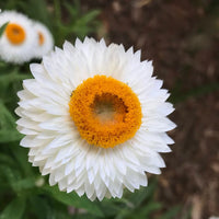 Paper Flower seeds for Planting - Sun Loving, Heirloom & GMO Free Seeds for Home Garden