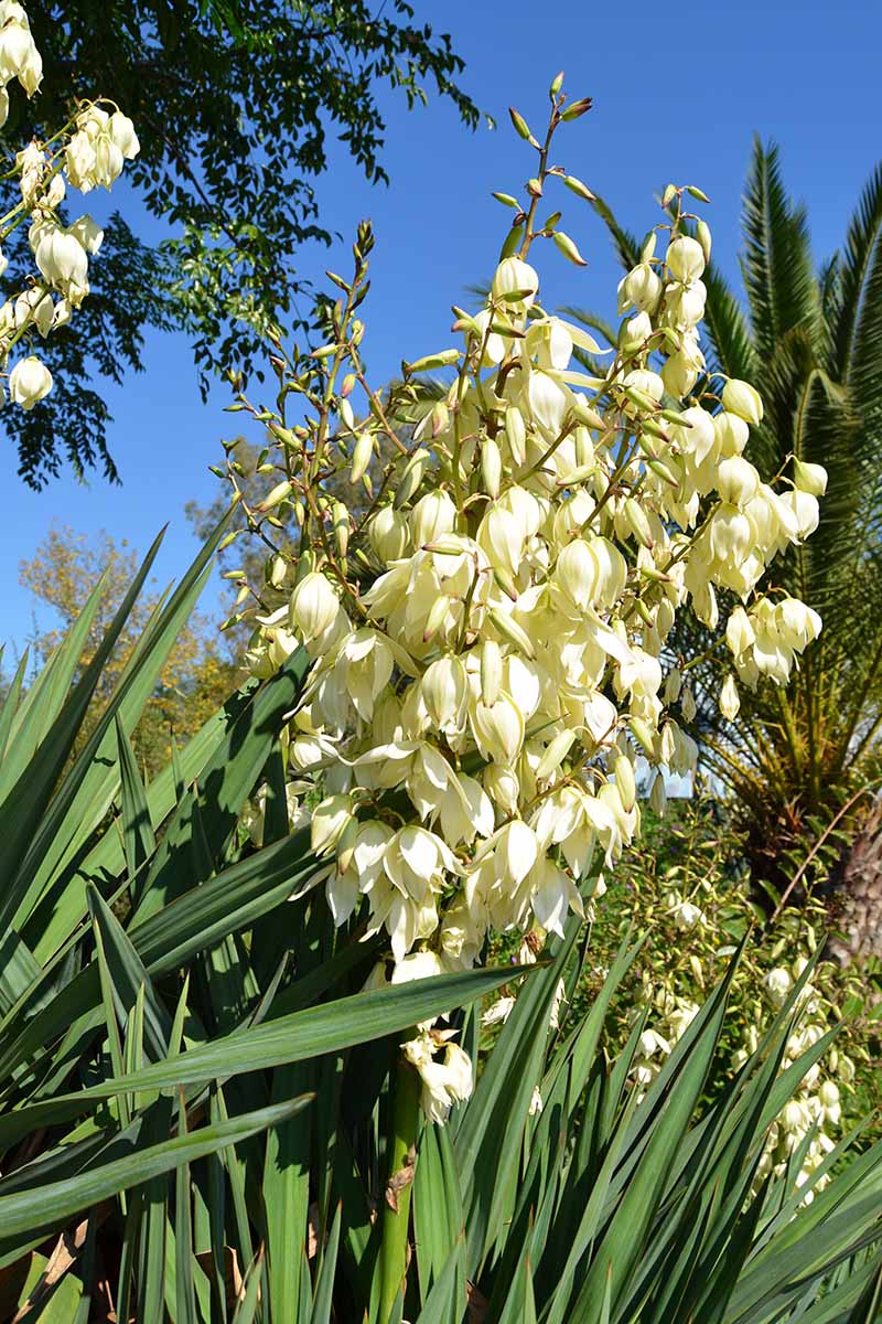 Yellow Yucca Plant Seeds for Easy Planting