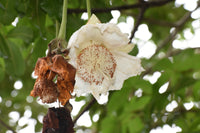 Adansonia Digitata Flower seeds for Planting Bright Blooms Heirloom & GMO Free Seeds for Home Garden