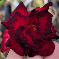 Dark Red Adenium Obesum Seeds Flower seeds for Planting Compact Growth Heirloom & GMO Free Seeds for Home Garden 
 
 Sale