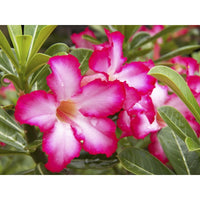 Desert rose garden seeds for outdoor/indoor planting