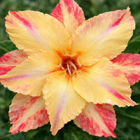 Orange & Yellow Adenium Flower seeds for Planting Seasonal Bloomer Heirloom & GMO Free Seeds for Home Garden 
 
 Sale