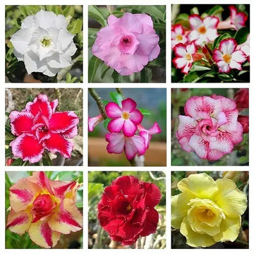 Mixed Adenium Flower Seeds for Planting Sun Loving Heirloom & GMO Free Seeds for Home Garden
 
 Sale