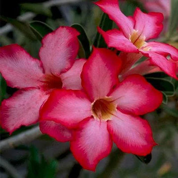 White Pink Adenium Flower Seeds for Planting Wildflower Mix Heirloom & GMO Free Seeds for Home Garden
 
 Sale