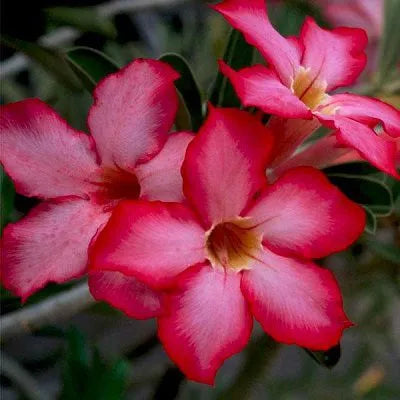 White Pink Adenium Flower Seeds for Planting Wildflower Mix Heirloom & GMO Free Seeds for Home Garden
 
 Sale