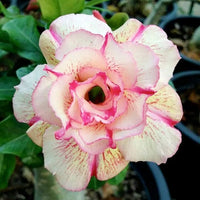 Non GMO Adenium seeds for planting