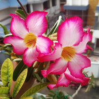 Pink Adenium Obesum Flower seeds for Planting Shade Tolerant Heirloom & GMO Free Seeds for Home Garden