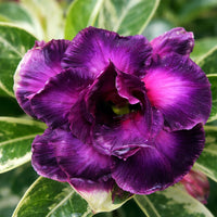 Dark Purple Adenium Obessum Flower seeds for Planting - Shade Tolerant, Heirloom & GMO Free Seeds for Home Garden