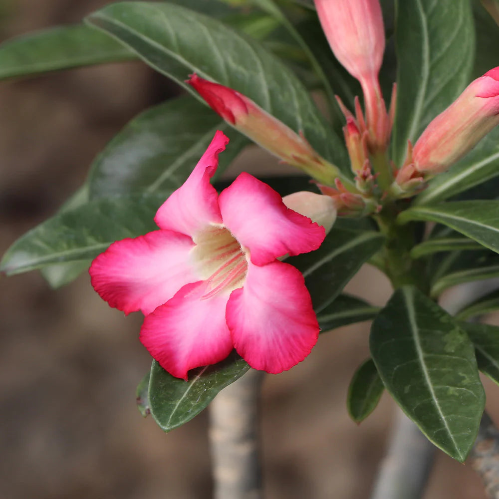 Rare Red Desert Rose Seeds – Unique, Hardy Desert Flower for Your Garden