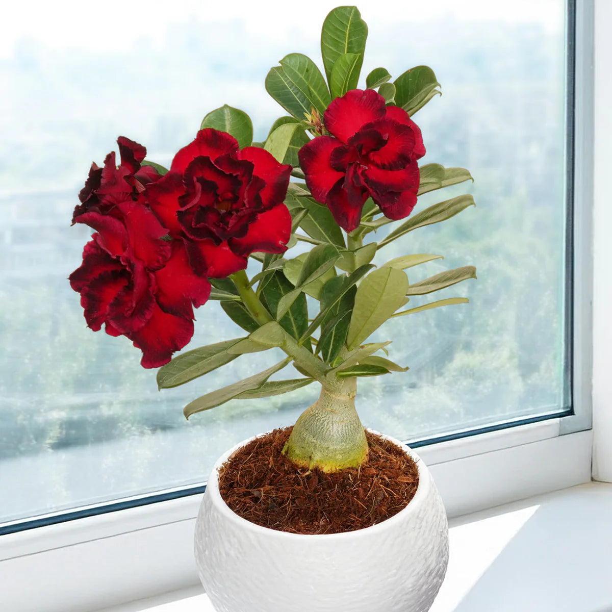 Adenium Desert Flower seeds for Planting - Easy to Grow, Heirloom & GMO Free Seeds for Home Garden
