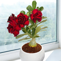 Adenium Desert Flower seeds for Planting - Easy to Grow, Heirloom & GMO Free Seeds for Home Garden