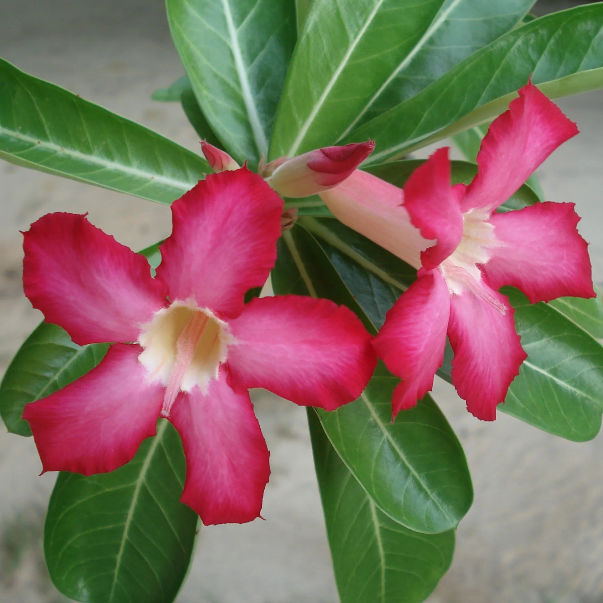 Adenium Flower seeds for Planting - Shade Tolerant, Heirloom & GMO Free Seeds for Home Garden