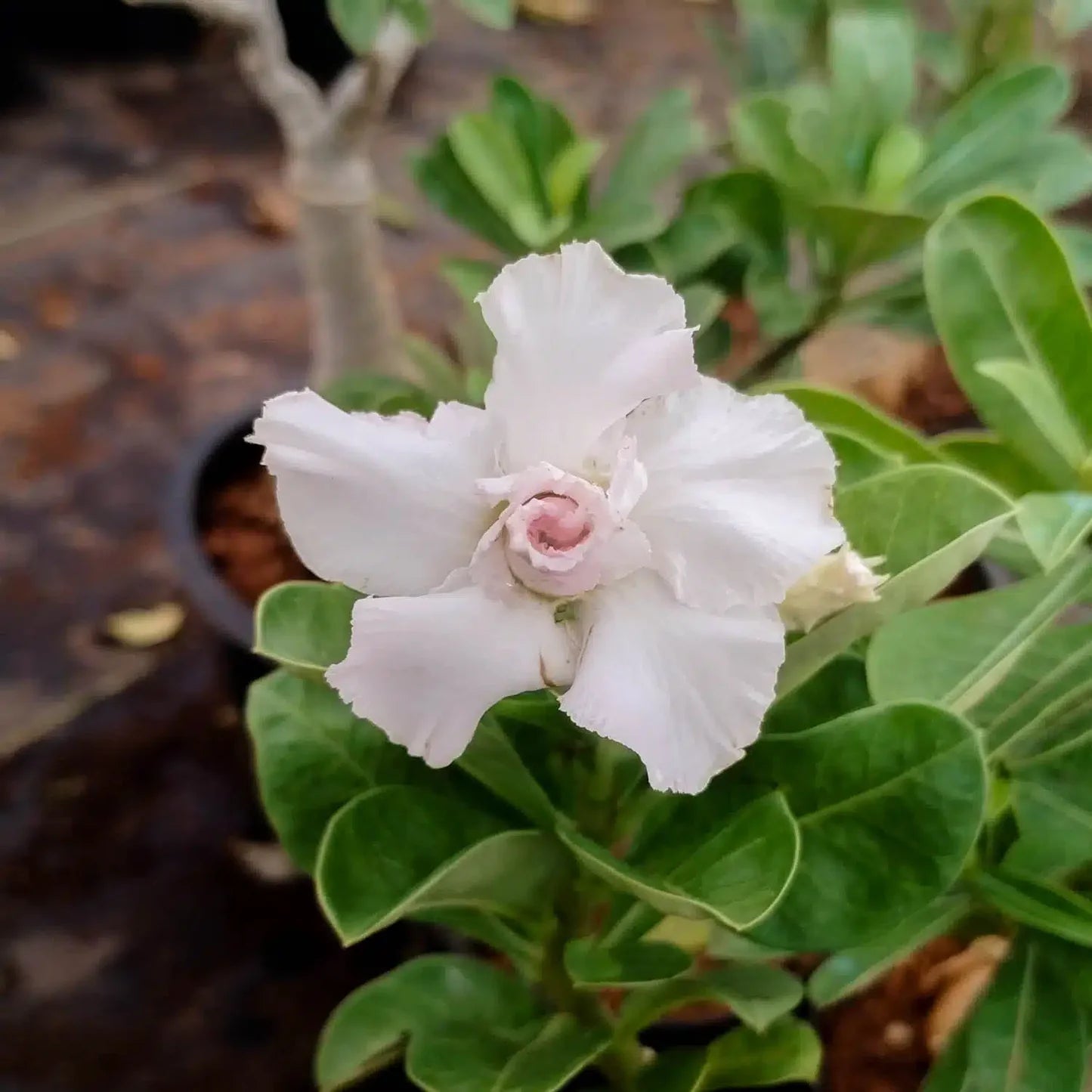 White Adenium Obessum Flower seeds for Planting - Long Bloom Season, Heirloom & GMO Free Seeds for Home Garden