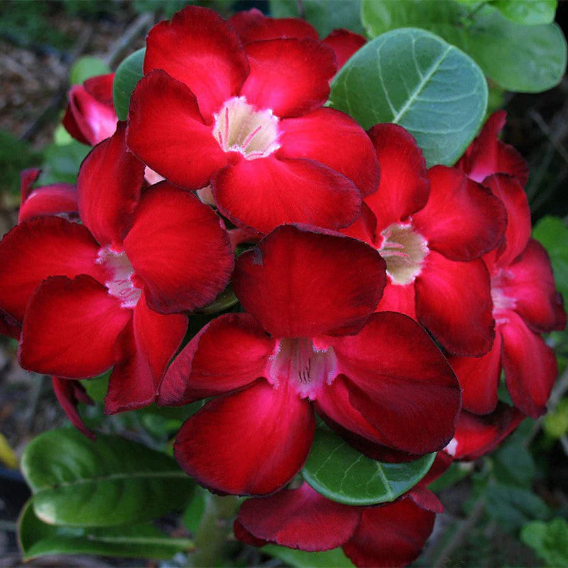Clear (Clear Adenium) seeds for planting in home garden