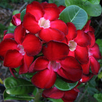 Clear (Clear Adenium) seeds for planting in home garden