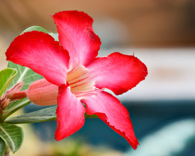 100 Pcs