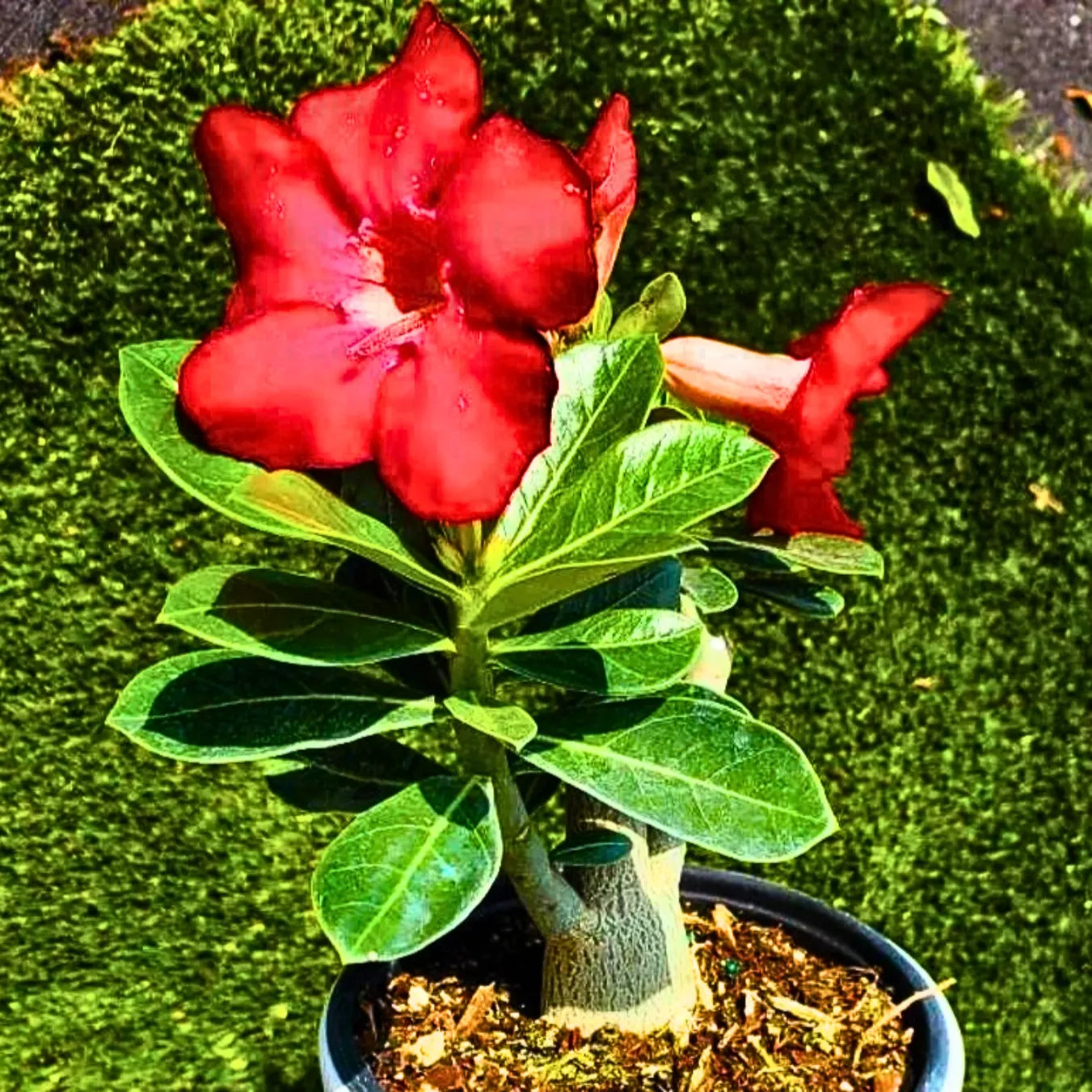 Obesum Flower seeds for Planting Hardy Variety Heirloom & GMO Free Seeds for Home Garden 
 
 Sale