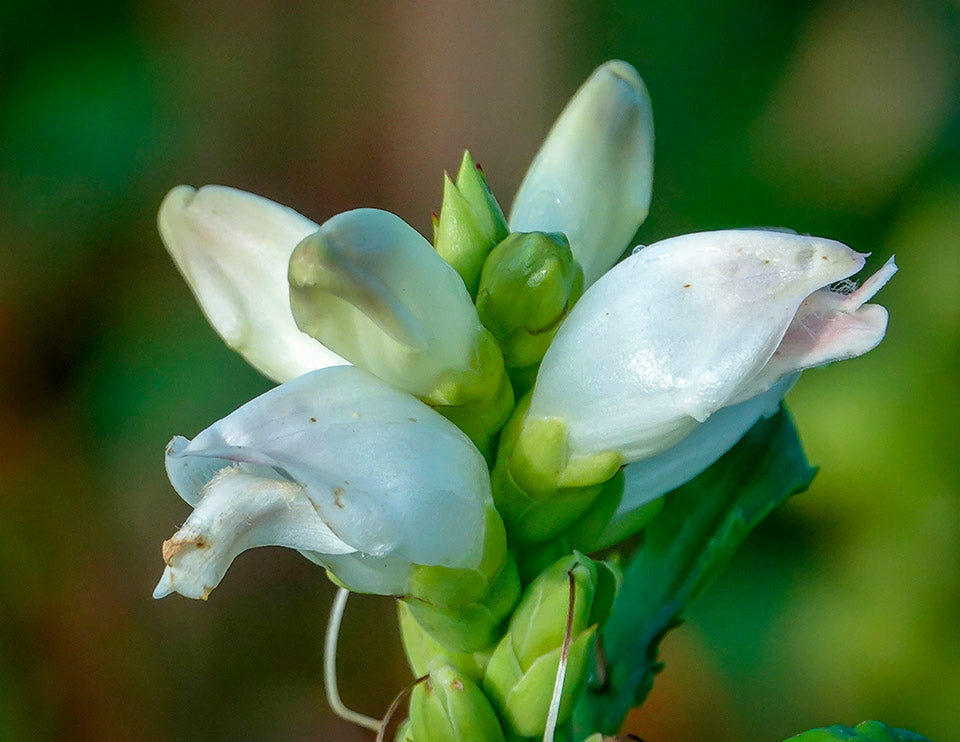 White Turtlehead Flower seeds for Planting - Wildflower Mix, Heirloom & GMO Free Seeds for Home Garden