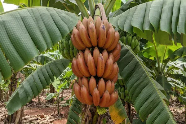 Brown Banana Seeds for Planting - Grow Fresh Bananas at Home