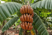 Brown Banana Seeds for Planting - Grow Fresh Bananas at Home