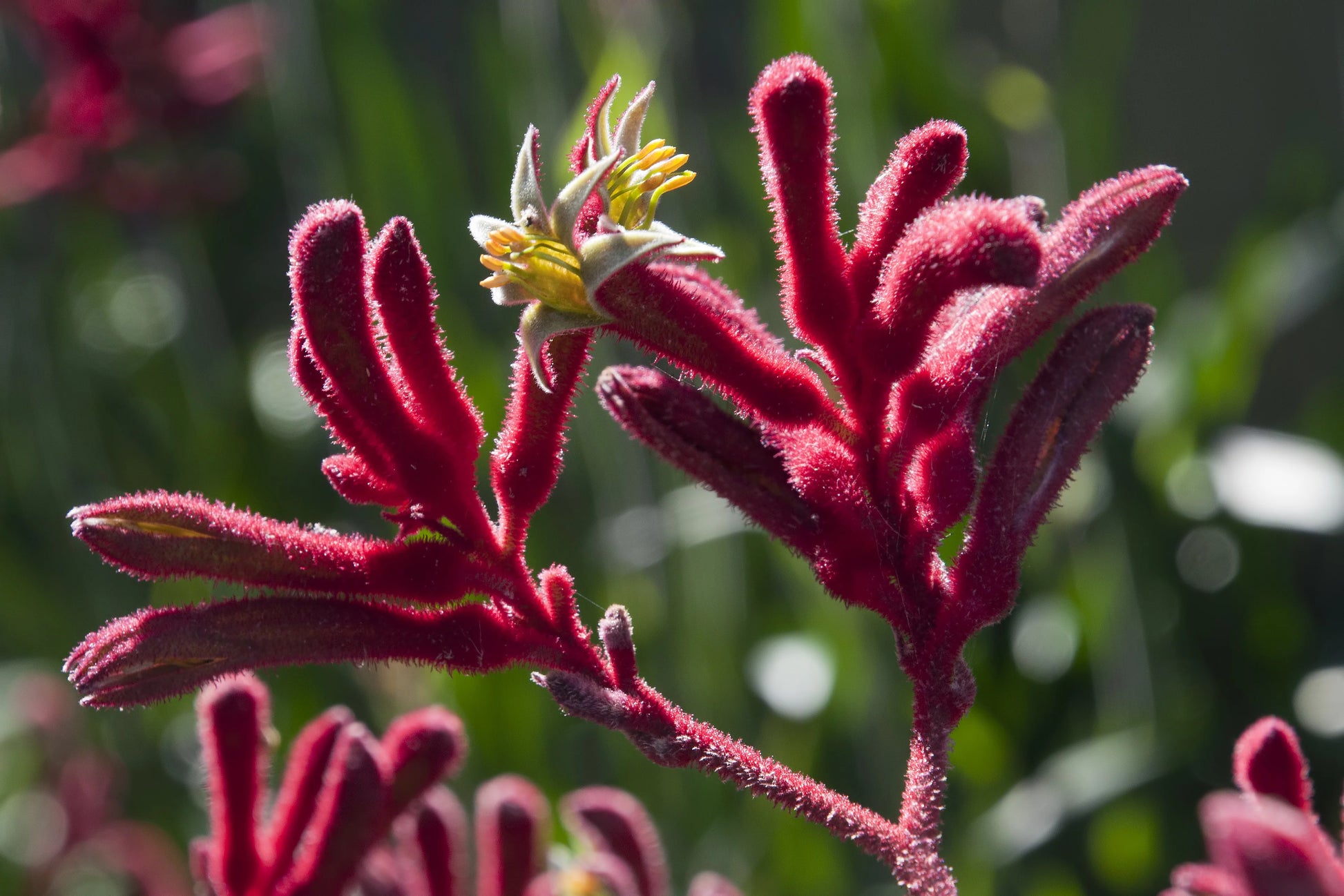 Kangaroo Paw Flower seeds for Planting - Long Bloom Season, Heirloom & GMO Free Seeds for Home Garden