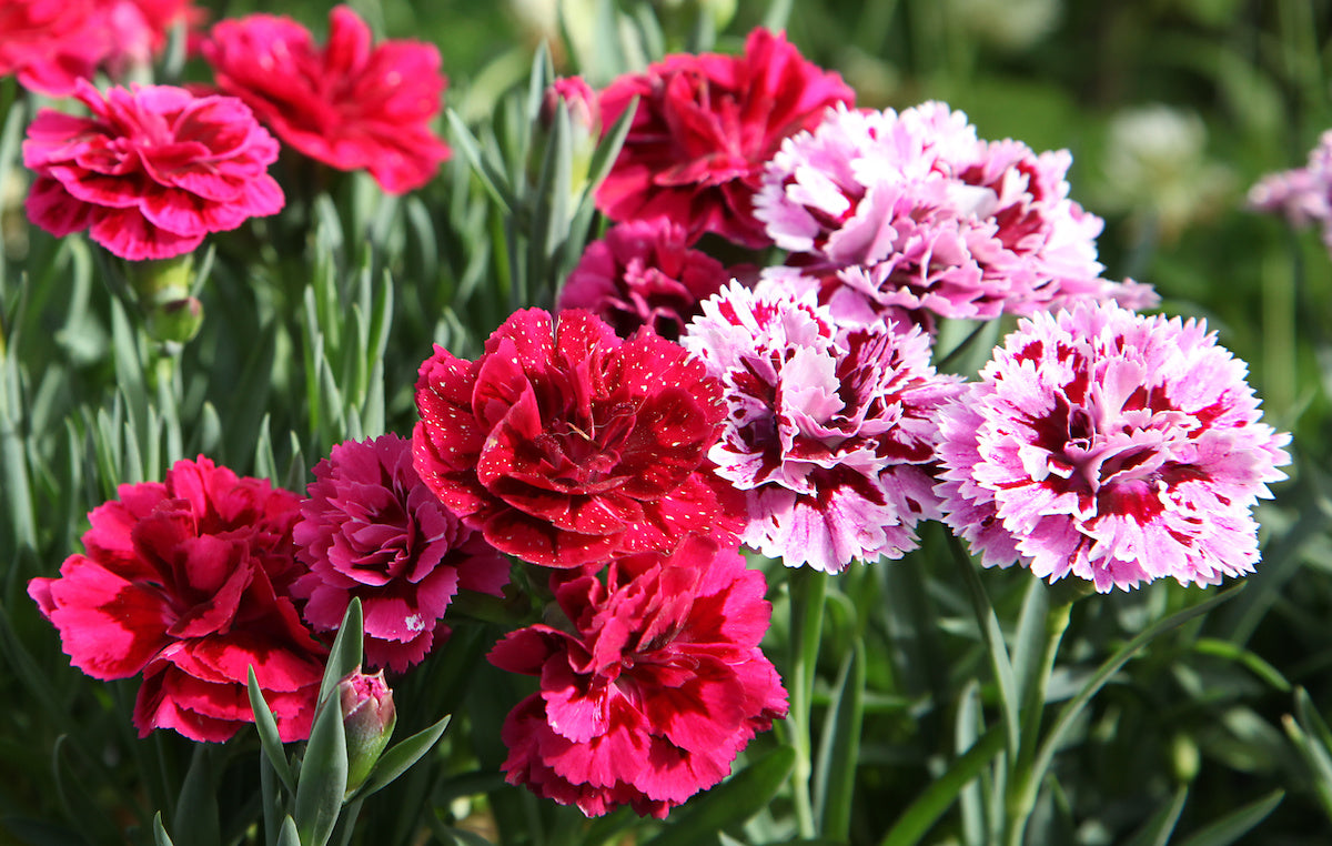 Red White Carnations Flower seeds for Planting Seasonal Bloomer Heirloom & GMO Free Seeds for Home Garden 
 
 Sale